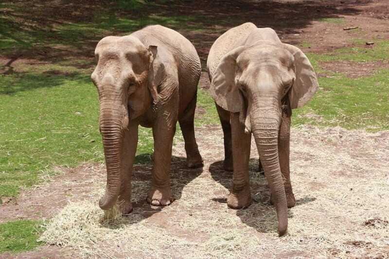 Bioparque Estrella Safari Experience Ticket - The Sum Up: The Best of Wildlife and Adventure in One Place