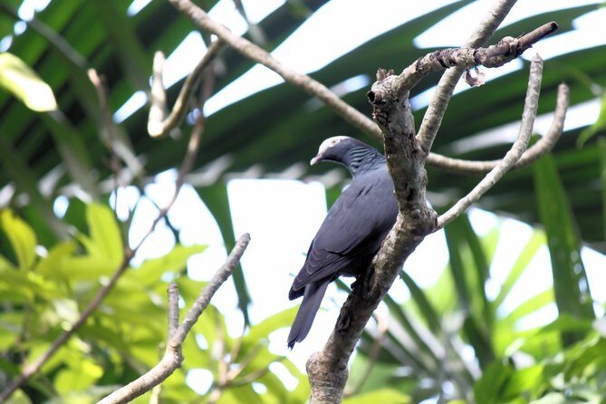 Bird Feeding Sanctuary & Montego Bay Highlight Tour - Key Points