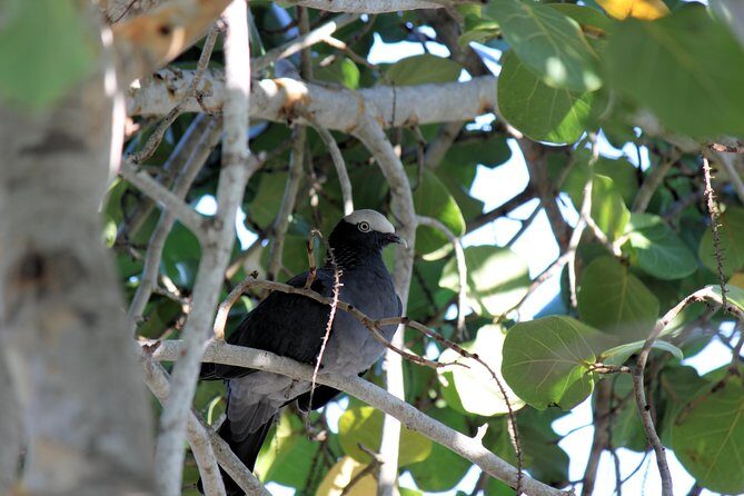 Bird Feeding Sanctuary & Montego Bay Highlight Tour - Final Thoughts: Who Should Consider This Tour?
