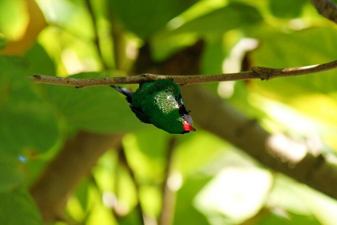 Bird Feeding Sanctuary, Montego Bay Highlights and Columbus Park Day Adventure - A Detailed Look at the Tour Experience