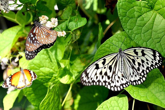 Bird Park & Butterfly Farm Nature Include All Entrance Tour From Kuala Lumpur - Key Points