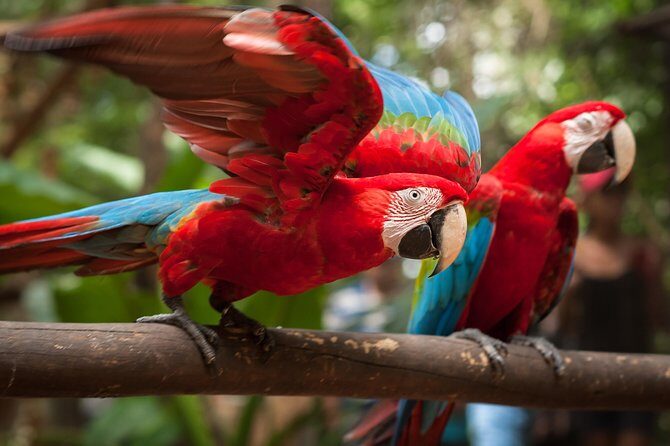 Bird Park & Iguassu Brazilian Side - Private Tour - Key Points