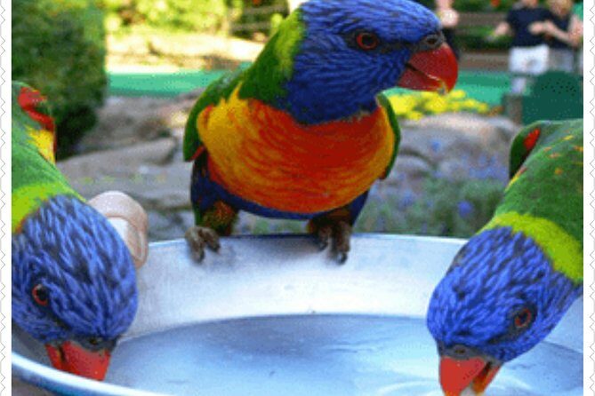 Bird Sanctuary and animal farm Day Tour - Experience the Best of Jamaica’s Wildlife in Montego Bay