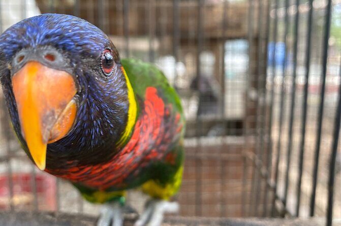 Bird Sanctuary and Montego Bay City Tour - A Detailed Look at the Montego Bay Tour