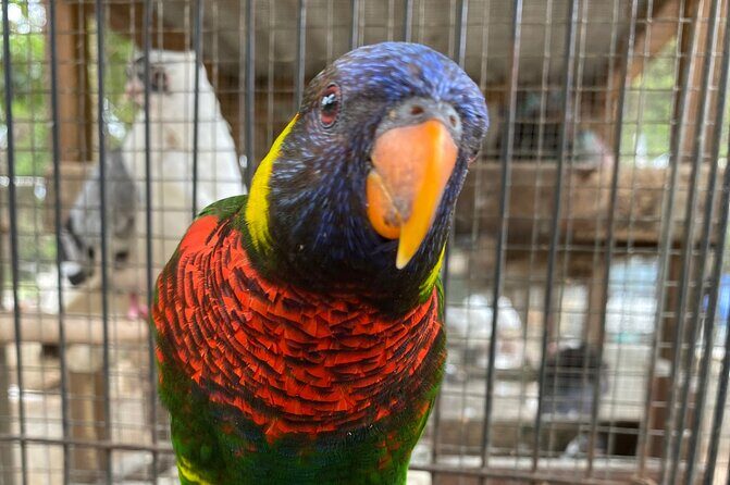 Bird Sanctuary and Montego Bay City Tour - Who Should Book This Tour?