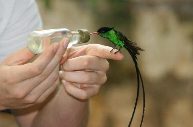 Bird Sanctuary (Montego Bay) Jamaica - Key Points