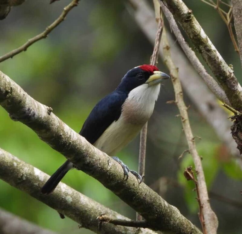 Bird watching ALL included - From Medellín - Key Points