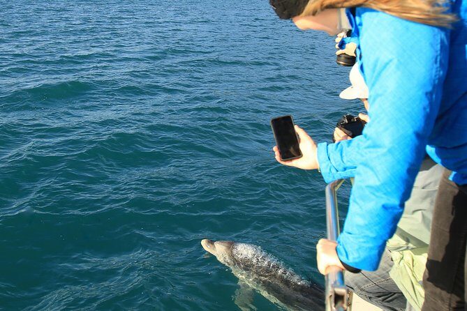 Bird Watching and Dolphin Eco-Tour from Picton - A Detailed Look at the Tour Experience