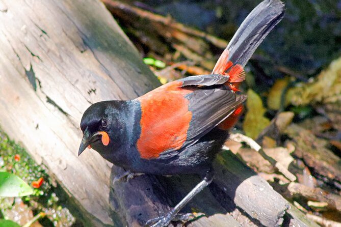 Bird Watching and Dolphin Eco-Tour from Picton - Wrapping Up