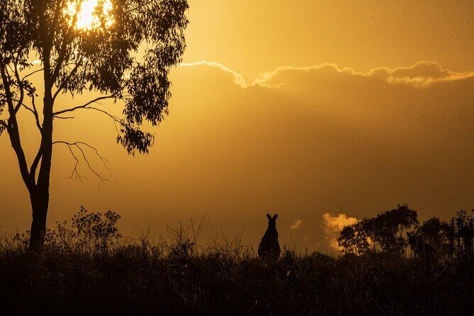 Bird watching and photography around Bathurst, Australia - A Close-Up Look at Bathurst’s Birdwatching and Photography Tour