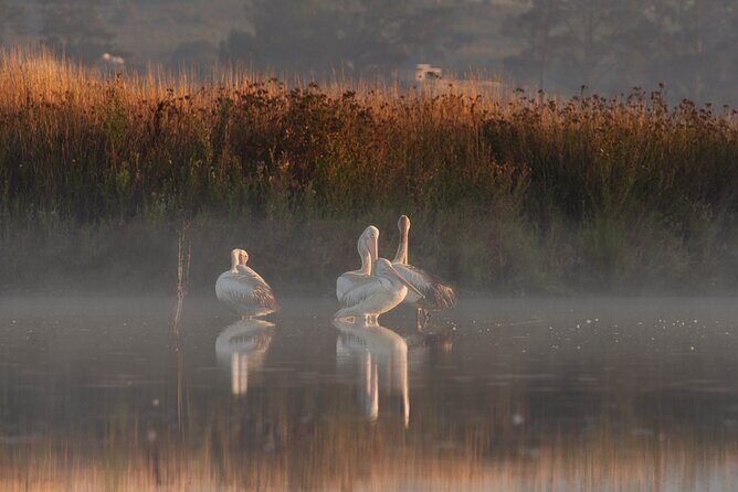 Bird watching and photography around Bathurst, Australia - Exploring the Bathurst Birdwatching Experience in Detail