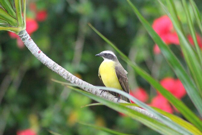 Bird-Watching and Wildlife Tour - A Quiet Bird-Watching Escape in Costa Rica’s Guanacaste and Northwest