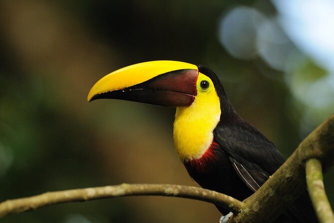 Bird Watching Arenal Oasis - Key Points