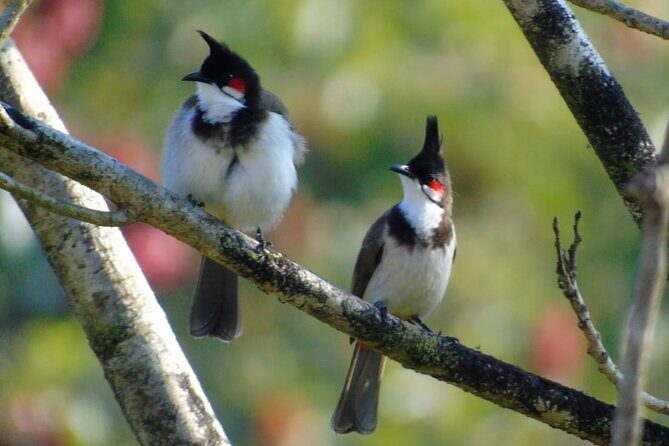 Bird Watching at Kodachadri - Bird Watching at Kodachadri: A Nature Lovers Dream in Karnataka