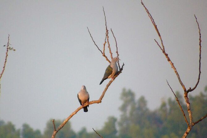 Bird Watching at Kodachadri - Key Points