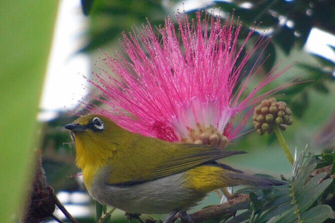 Bird Watching at Kodachadri - Why Choose This Tour? The Practical Benefits