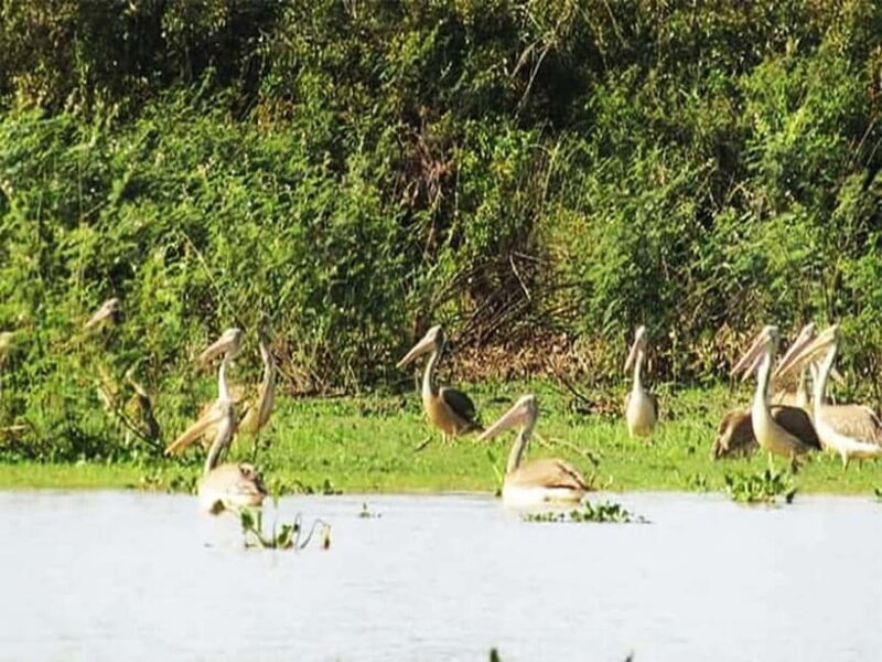 Bird Watching at Tonle Sap Forest and Lotus Farm Siem Reap - Key Points