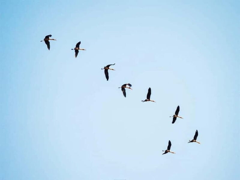 Bird Watching at Tonle Sap Forest and Lotus Farm Siem Reap - Visiting the Lotus Farm and Local Markets