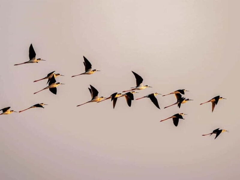 Bird Watching at Tonle Sap Forest and Lotus Farm Siem Reap - Final Thoughts