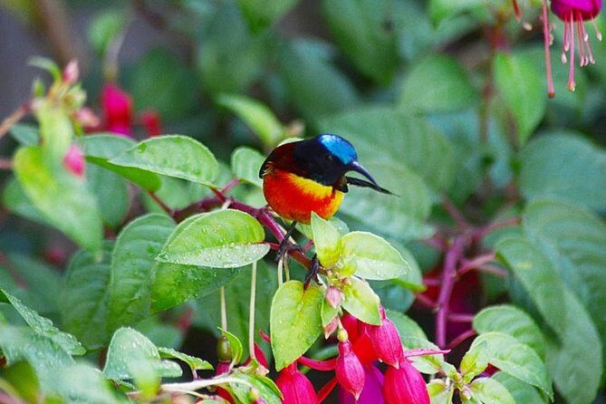 Bird Watching Doi Inthanon - Discover the Beauty of Bird Watching at Doi Inthanon
