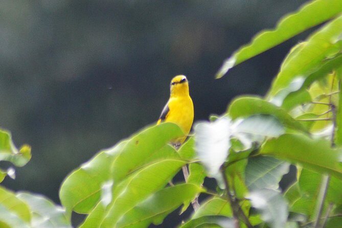 Bird Watching Doi Inthanon - Who Will Love This Tour?