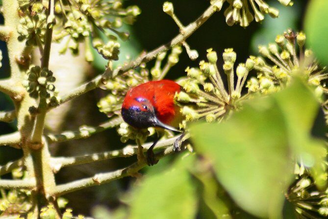 Bird Watching Doi Inthanon - FAQs