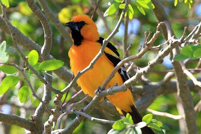 Bird watching ecofriendly tour from Cancun & Riviera Maya - Key Points