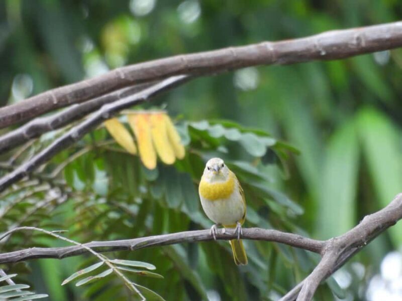 Bird Watching in Acacías Meta - Practical Details and Tips