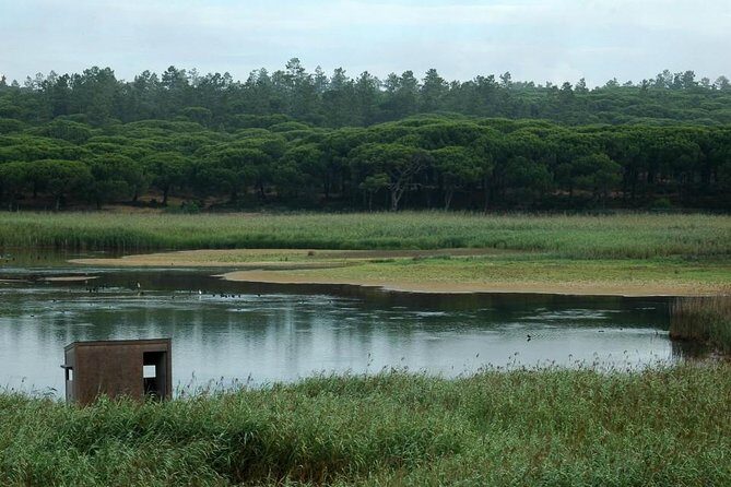 Bird Watching in Albufeira Lagoon - The Sum Up: Is This Bird Watching Tour Worth It?
