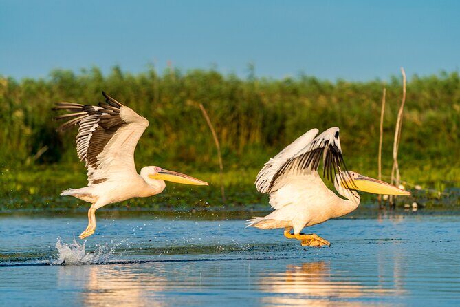 Bird watching in Danube Delta - Private day tour from Bucharest - A Close-Up Look at Romania’s UNESCO Heritage Site: The Danube Delta Birdwatching Tour from Bucharest