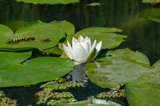 Bird watching in Danube Delta - Private day tour from Bucharest - Key Points