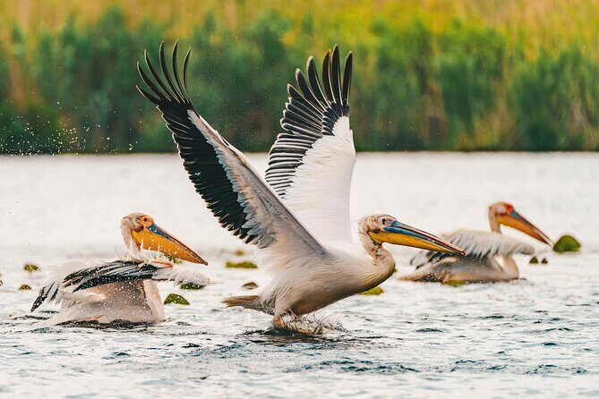 Bird watching in Danube Delta - Private day tour from Bucharest - Final Thoughts: Who Will Love This Tour?