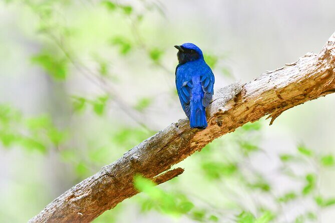 Bird Watching in the Nature Around Nikko Toshogu Shrine - Key Points
