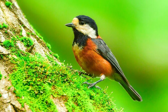 Bird Watching in the Nature Around Nikko Toshogu Shrine - A Detailed Look at the Tour Experience