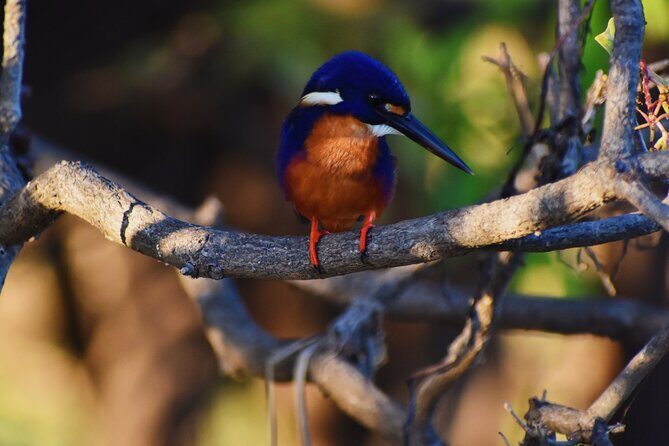 Bird Watching Kayak Tour - Key Points