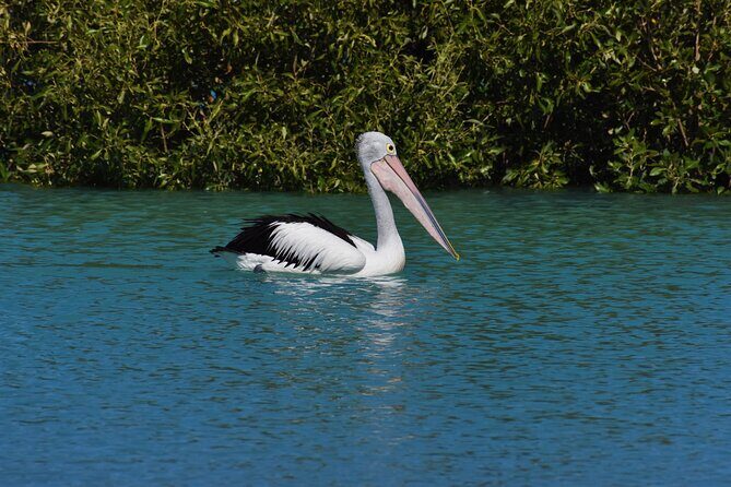 Bird Watching Kayak Tour - Final Thoughts