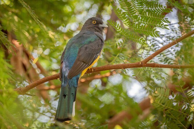 Bird Watching Mazatlán - Birding Tour - Who Should Consider This Tour?