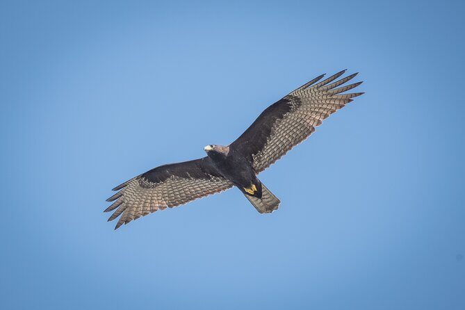 Bird Watching Mazatlán - Birding Tour - The Value of the Experience