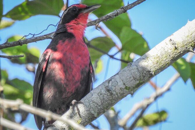 Bird Watching Mazatlán - Birding Tour - The Sum Up: Is It Worth Your Time?