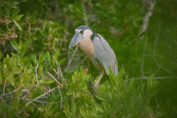Bird Watching Mazatlán - Birding Tour - FAQ