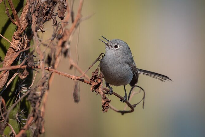 Bird Watching Mazatlán - Birding Tour - Final Thoughts