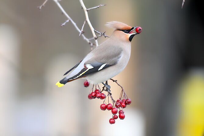 Bird Watching Private Tour in Copenhagen - A Closer Look at the Bird Watching Private Tour in Copenhagen