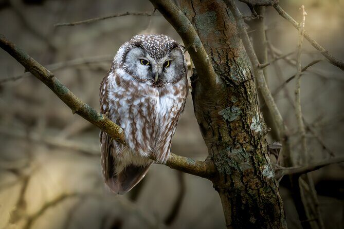 Bird Watching Private Tour in Copenhagen - Key Points