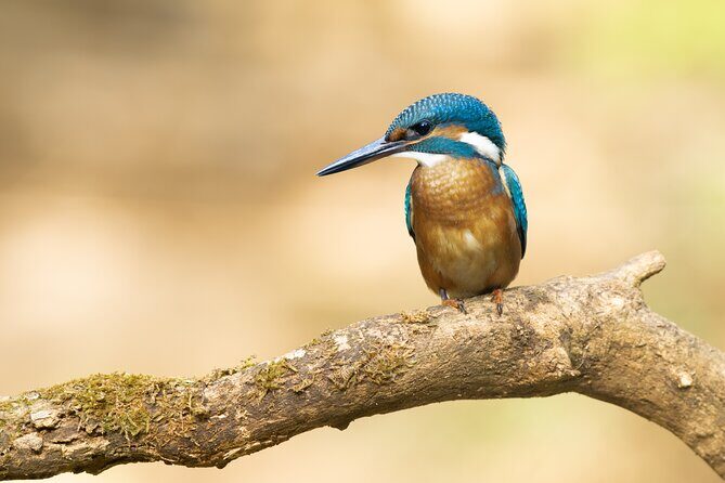 Bird Watching Private Tour in Copenhagen - Final Thoughts
