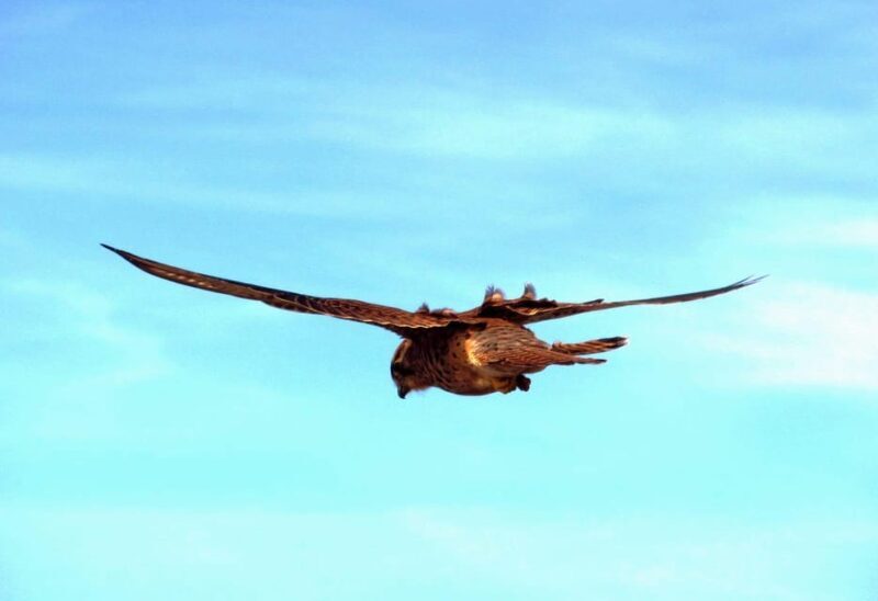 Bird Watching The Raptors - A Detailed Look at the Bird Watching The Raptors Tour