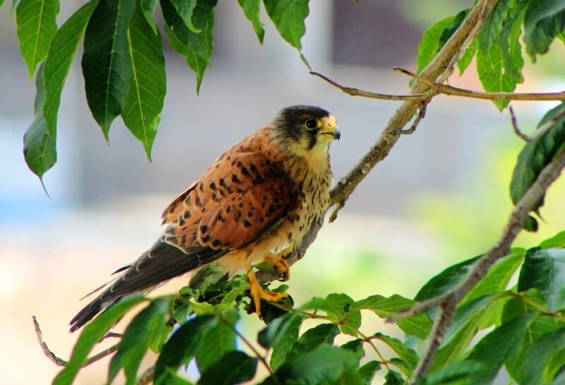 Bird Watching The Raptors - Practical Tips for Your Bird Watching Adventure