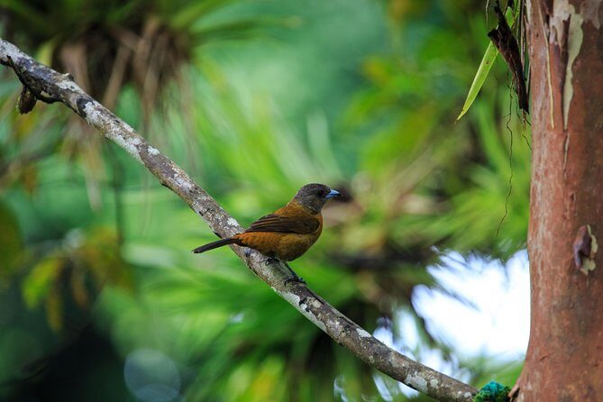 Bird Watching Tour Arenal Mundo Aventura - The Sum Up: A Gentle Introduction to Costa Rica’s Birdlife