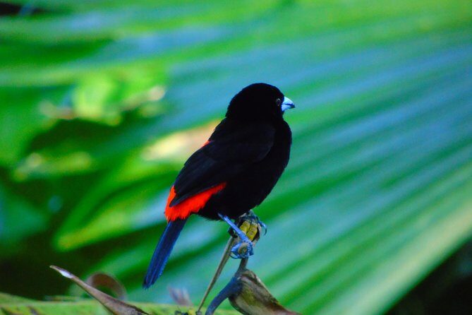 Bird Watching Tour - Experience the Bird Watching Tour in Drake Bay, Costa Rica