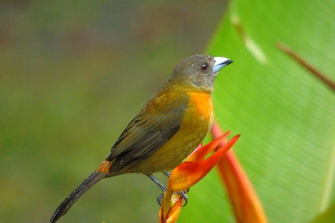 Bird Watching Tour - The Sum Up