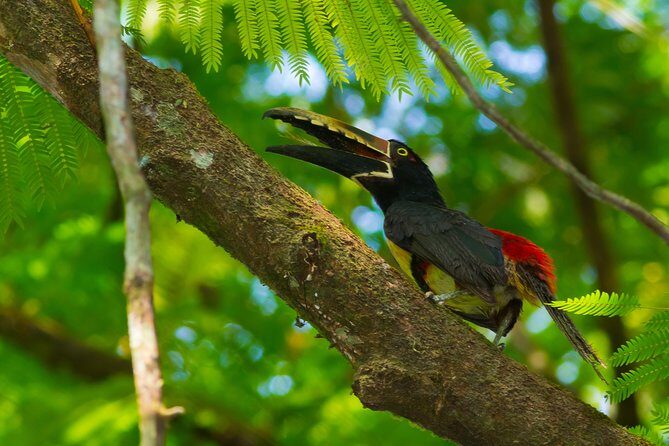 Bird watching Tour in La Fortuna - Exploring Ecocentro Danaus: What to Expect